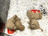 Apricot Toy Poodle