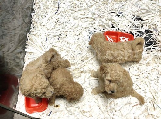 Apricot Toy Poodle görsel