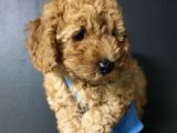 Apricot Toy Poodle