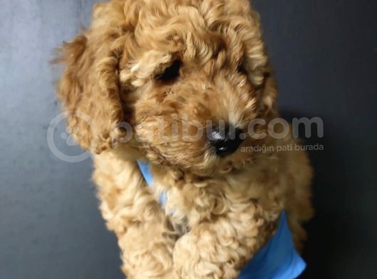 Apricot Toy Poodle görsel
