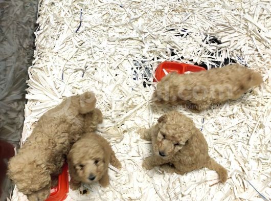 Apricot Toy Poodle görsel