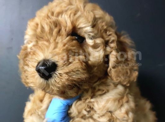 Apricot Toy Poodle görsel