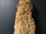 Apricot Toy Poodle