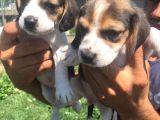 Beagle Yavruları