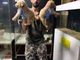 Apricot Poodle
