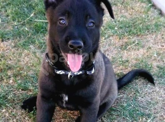 Belçika Malinois Ruhsatlı Tabanca Yavruları görsel