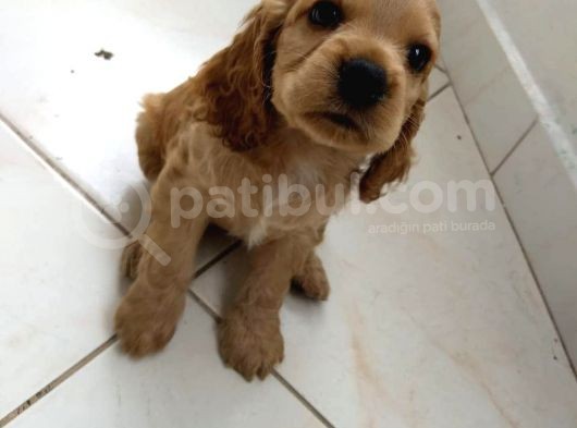 Cocker Yavruları görsel