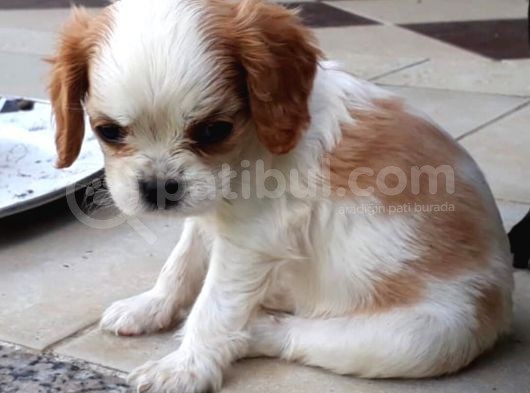 Orijinal Cavalier King Charles görsel