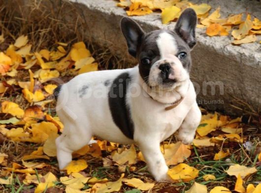 Orijinal French Bulldog görsel