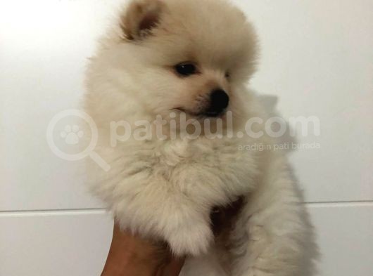 Orjinal Pomeranian görsel