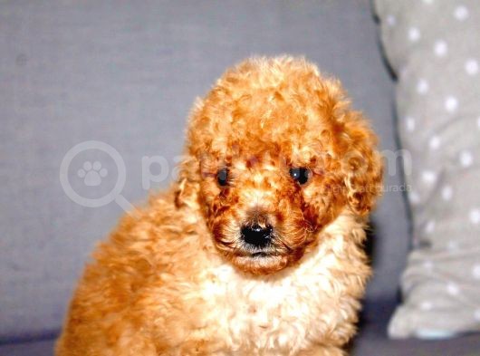Orjinal Toy Poodle görsel