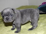 Orijinal Blue French