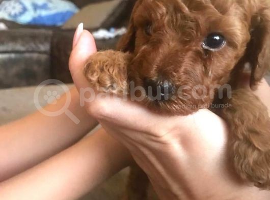 Red Toy Poodle görsel