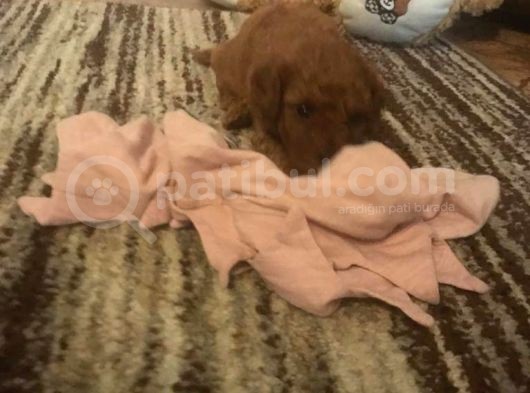 Red Toy Poodle görsel