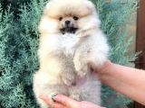 Cream Pomerian Boo
