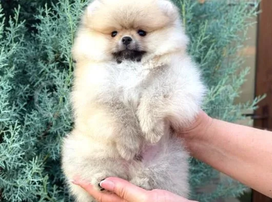 Cream Pomerian Boo
