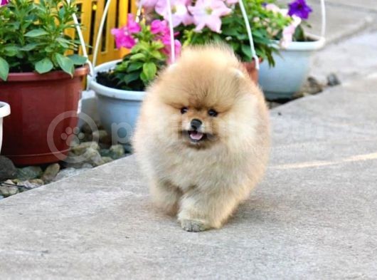 Cream Pomerian Boo görsel