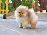 Cream Pomerian Boo