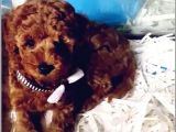 Tea Cup Poodle