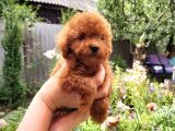 Red Toy Poodle