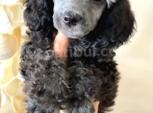 Silver Poodle