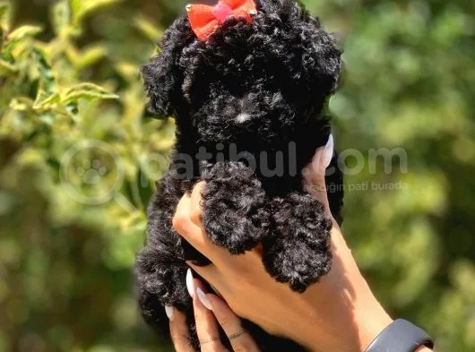 Siyah Poodle