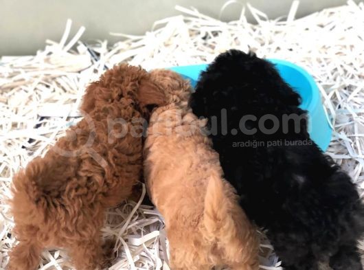 Apricot Toy Poodle görsel