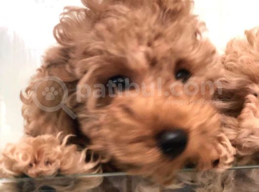 Apricot Toy Poodle görsel