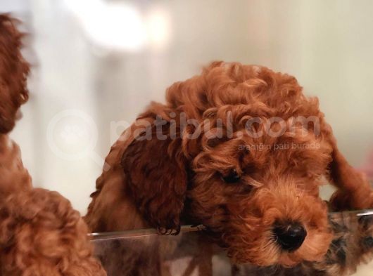 Red Toy Poodle görsel