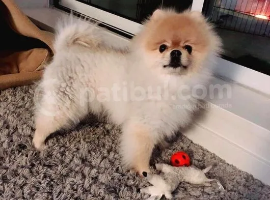 Pomerani̇an Boo Yavrulari