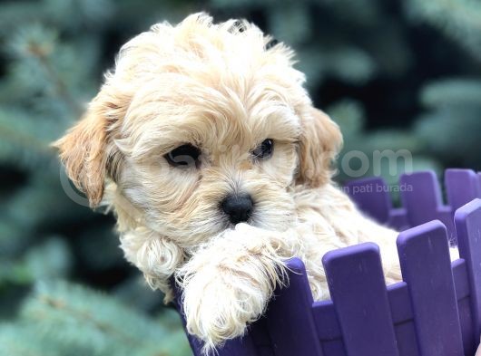 Özel Üretim Maltipoo Yavrular görsel