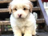 Irk Ve Sağlık Garantili Maltipoo Yavrular