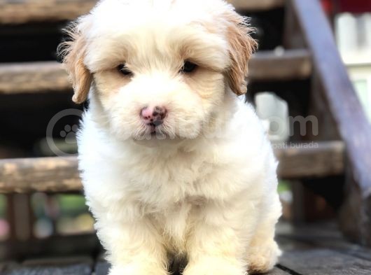 Irk Ve Sağlık Garantili Maltipoo Yavrular görsel