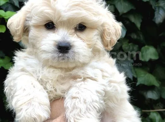 Maltipoo Yavrular