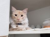 Yenimahallede Kayıp Erkek Kedi