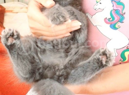 İzmir 2 Aylık Minik Dostumuza Yuva Arıyoruz görsel