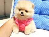 Orjinal Pomeranian Boo Yavrularımız     
