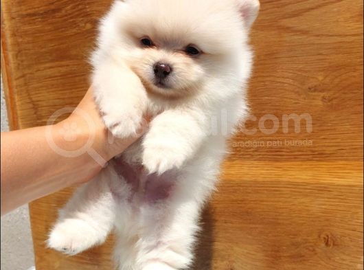 Orjinal Pomeranian Boo Yavrularımız      görsel
