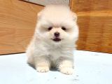 Pomeranian Boo Yavrularımız