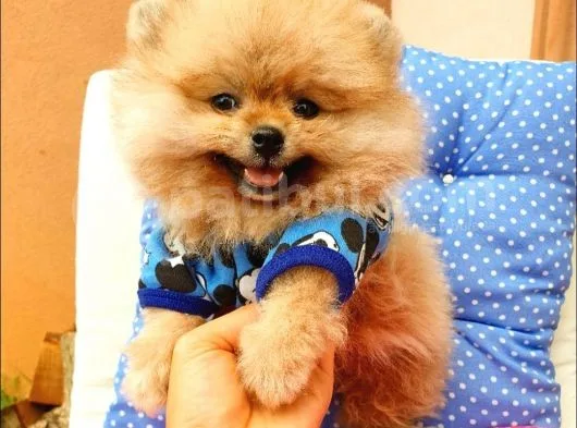 Pomeranian Boo Yavrularımız