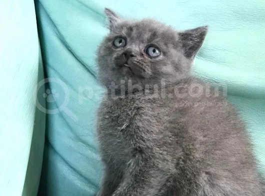 Dişi British Shorthair ( Ev Kedisi )