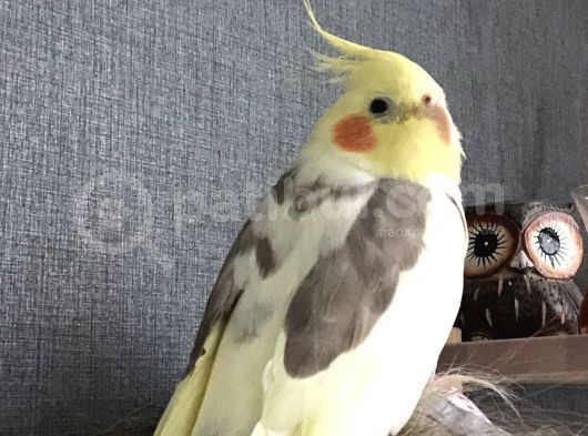 Sultan Papağanım Kayboldu görsel