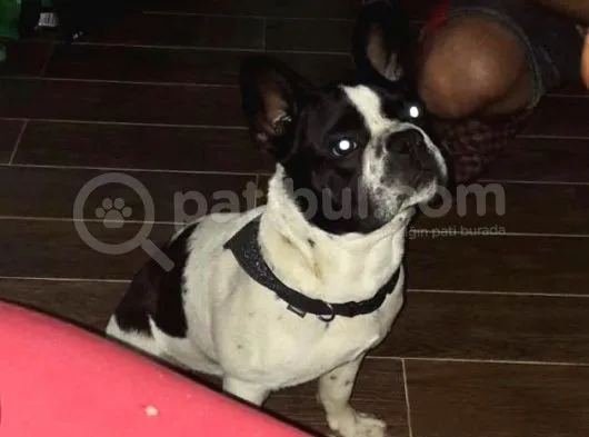 9 Aylık Erkek French Bulldog