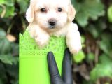 Özel Üretim Özel Maltipoo Yavrular