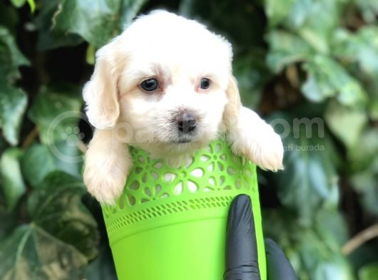 Özel Üretim Özel Maltipoo Yavrular görsel