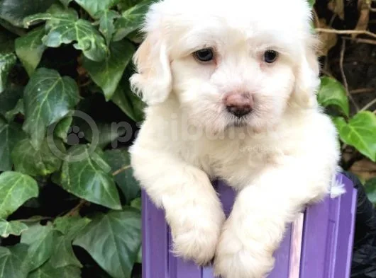 Dizayn Irk Maltipoo Yavrular