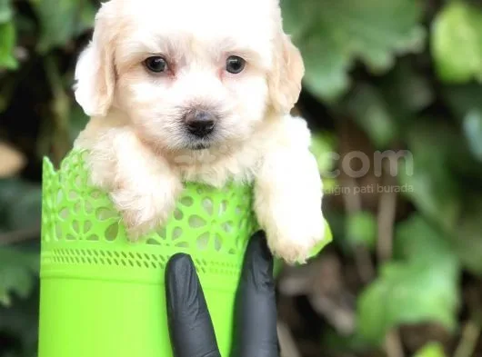 Özel Üretim Özel Maltipoo Yavrular