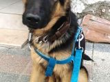Secereli Safkan Alman Çoban Köpeği