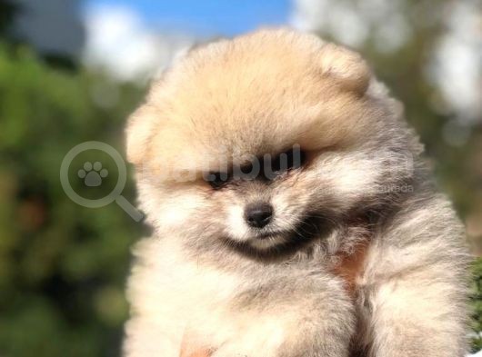 Safkan Ayı Surat Pomeranian Boo Yavruları görsel
