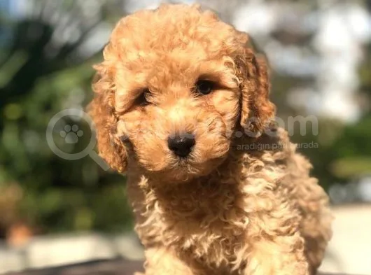 Muhteşem Güzellikte Erkek Poodle Yavrumuz